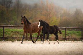 Roční American Quarter Horse black klisna, vnučka Gunnera - 16
