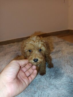 Toy Pudel chalpec - 16