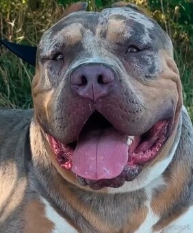 American Bully XL - 16