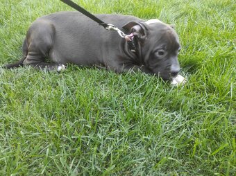 J&K bullys "ponúkame na predaj American bully XL - 16