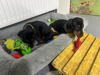 Jazvečík kratkosrstý - 16