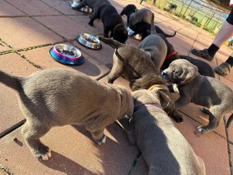 Šteniatka cane corso kríženec - 16