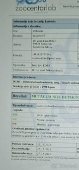 DOBERMAN ŠTENIATKA FCI P.P. - 16