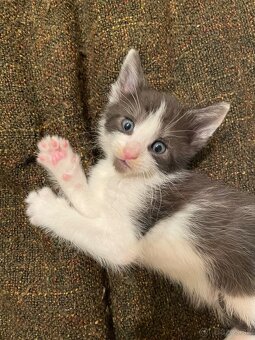 1/2 Mainská mývalia mačka/kocúr (Maine Coon) - 16
