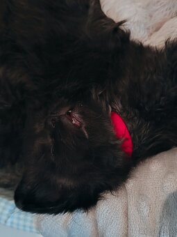 Mainska myvalia mačka - mačiatka Maine coon - 16