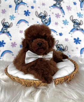 Pudel toy/Pudlík toy - red brown psíček - 16