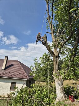 Výrub rizikových stromov - 16