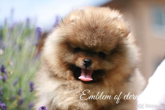 Pomeranian FCI - 16