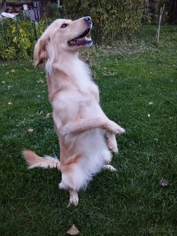 Ponúkam šteniatka - 16