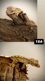 Pagekon riasnaty - 16