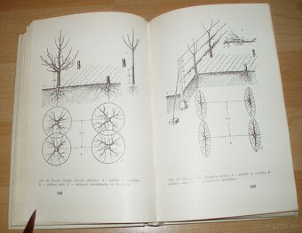 Rez a tvarovanie ovocných drevín - 16