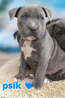 Amstaff šteniatka -verný modrý priatelia - 16