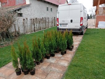 Tuja Smaragd, vavrínovec, červienka - Liptovský Mikuláš - 16