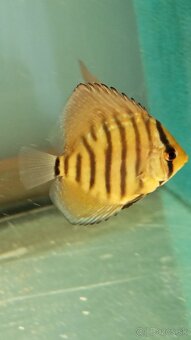 Discus, terčovce - 16