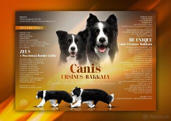 Border Kólia šteniatka Plánovaný vrh - Border Collie puppies - 16