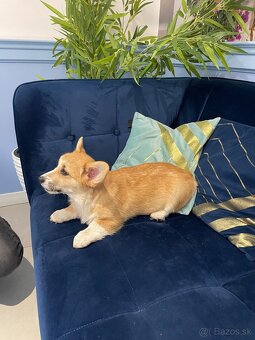 Welsh corgi pembroke - 16