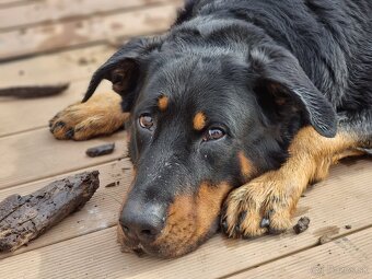 Beauceron - francouzský ovčák s PP (FCI) - 16