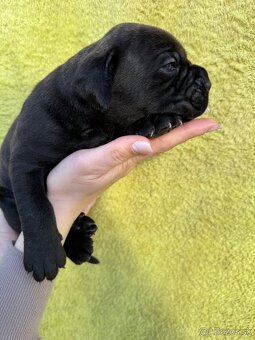 Výnimočné šteniatka americký bandog s PP k odberu - 16