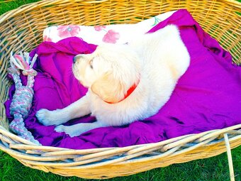 Zlatý retriever - 16