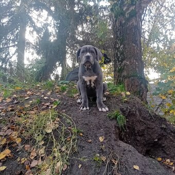 Cane Corso - 16