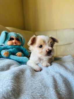 Golddust Yorkshire Terrier, Yorskshire s PP, Jork - 16
