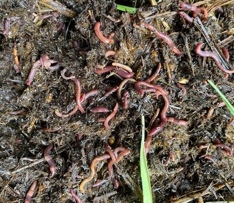 Kalifornské a Hnojné Dážďovky - 16