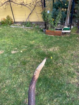 Jelenie zhody / parohy 62cm - 16