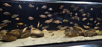 Africke cichlidy malawi - 16