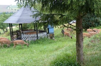 Usadlosť Chvojnica, Súkromný Raj na Myjavských kopaniciach - 16