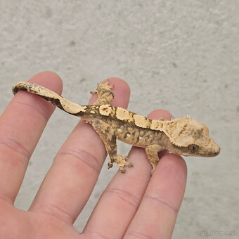 Pagekon riasnaty - C. ciliatus z vlastneho odchovu od 30€ - 16