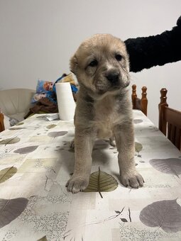 Stredoázijský ovčiak SAO - 16