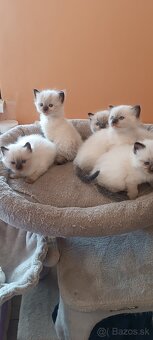 Ragdoll mačiatka, mačka - 16