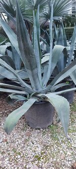 Palmy, cykasy,olivovníky - 16