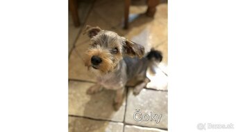 Baricsfarma ponúka na predaj yorkshirských teriérov - 16