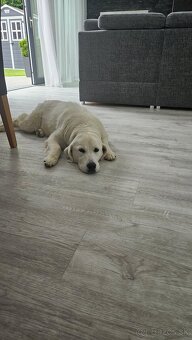 GOLDEN RETRIEVER - k rezervaci - 16