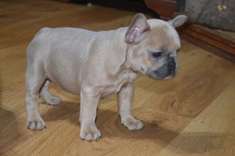 francuzsky buldocek - 16