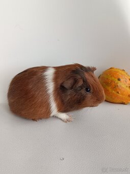 Cistokrvne morčatá - 16