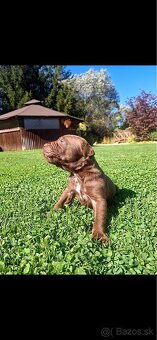 Bandog - 16