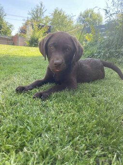 hnědé šteniatka labrador a – pripravené na odber - 16