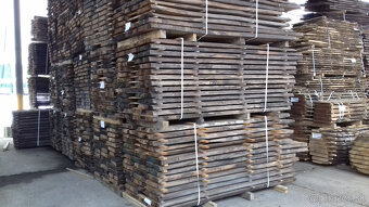 Orech čierny - sadenice. Orech čierny - Kotora - 16