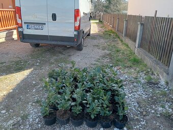 Tuja Smaragd, vavrínovec, červienka - Ružomberok - 16