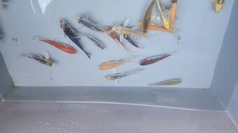 Predám Japonské butterfly koi kapre aj normálne - 16