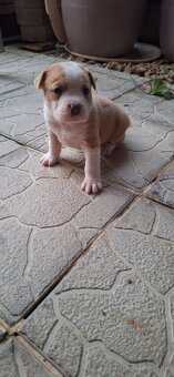 American Bully - 16
