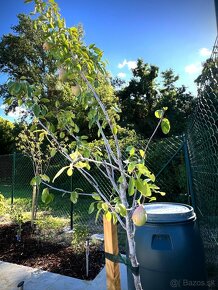 Záhrada na predaj v Nových Zámkoch. - 16