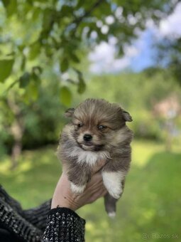 Pomeranian +nemecký špic - 16