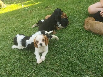 Šteniatka Cavalier king Charles španiel, kavalier - 16