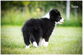 Border Collie Border Kolia s PP FCI - 16