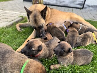 Belgický ovčiak - Malinois - 16