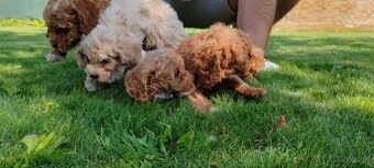 Maltipoo+maltipoo= maltipoo - 16