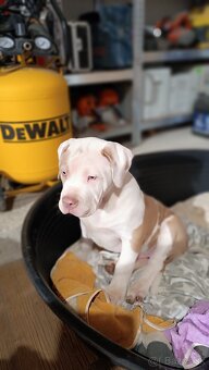 Šteniatka American Bully XL - 16